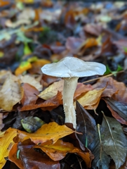 Clitocybe nebularis
