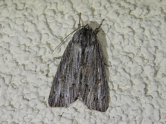Acronicta lithospila