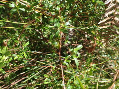 Cliffortia ferruginea