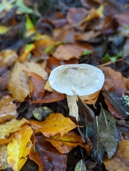 Clitocybe nebularis