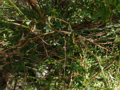 Cliffortia ferruginea