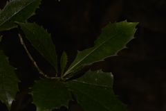 Polyosma cunninghamii