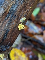 Calocera cornea