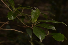 Polyosma cunninghamii