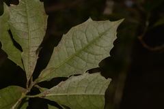 Polyosma cunninghamii