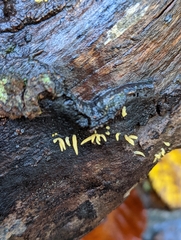 Calocera cornea
