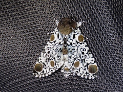 Harrisimemna trisignata