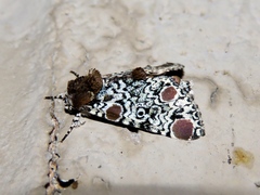 Harrisimemna trisignata