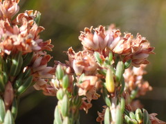 Erica articularis