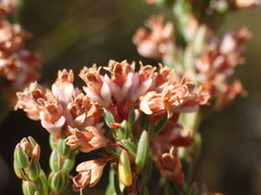 Erica articularis