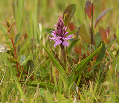 Dactylorhiza × aschersoniana