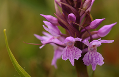 Dactylorhiza × aschersoniana
