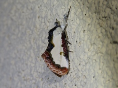 Eudryas unio