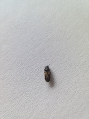 Metopoplax ditomoides