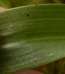 Dactylorhiza × aschersoniana