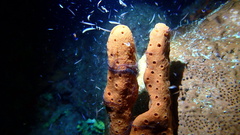 Amphimedon compressa