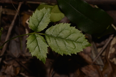 Rubus nebulosus