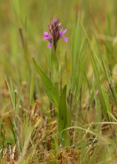 Dactylorhiza × aschersoniana