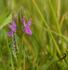 Dactylorhiza × aschersoniana
