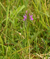 Dactylorhiza × aschersoniana