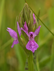 Dactylorhiza × aschersoniana