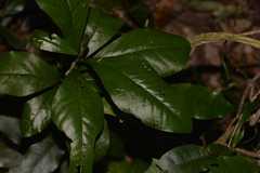 Eupomatia bennettii
