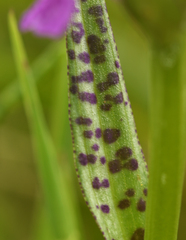 Dactylorhiza × aschersoniana