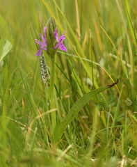 Dactylorhiza × aschersoniana