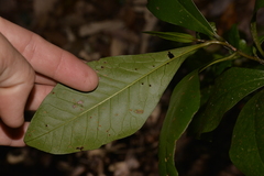 Eupomatia bennettii