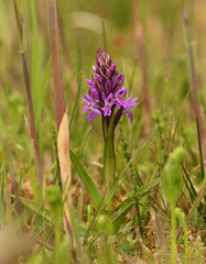 Dactylorhiza × aschersoniana