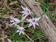 Gladiolus carneus
