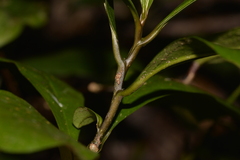 Eupomatia bennettii