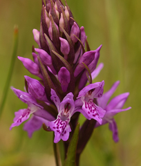 Dactylorhiza × aschersoniana