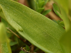Dactylorhiza × aschersoniana