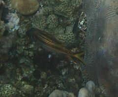 Neoniphon sammara