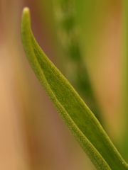 Dactylorhiza × aschersoniana