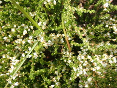 Aspalathus hispida albiflora