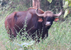Bos gaurus