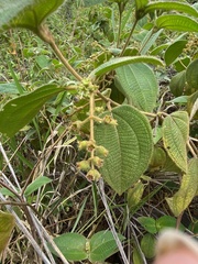 Miconia crenata