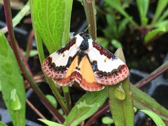 Eudryas unio