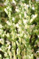 Aspalathus hispida albiflora