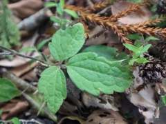 Clematis leschenaultiana