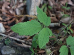 Clematis leschenaultiana