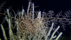 Astrophyton muricatum