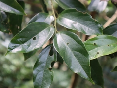 Cryptocarya chinensis