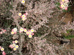 Erica vallis-fluminis