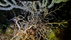 Astrophyton muricatum