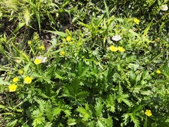 Potentilla approximata