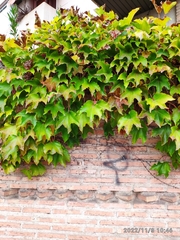 Parthenocissus tricuspidata