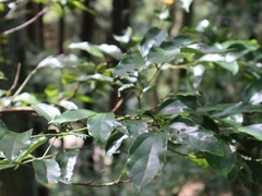 Cryptocarya chinensis